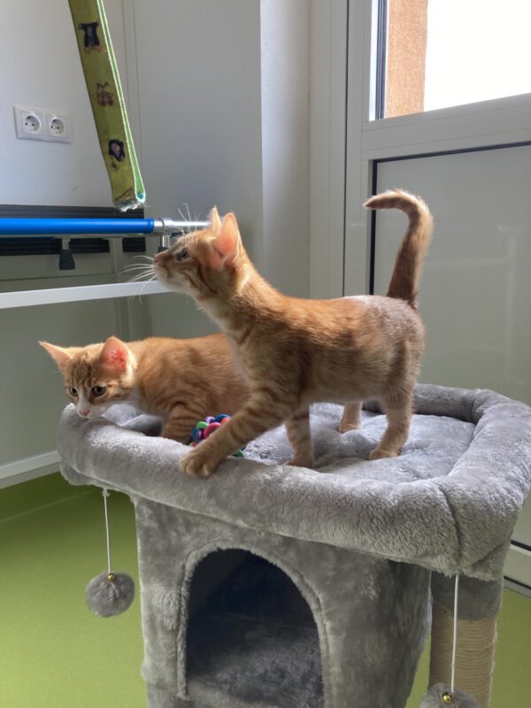 Die Beiden quirligen Katzenkinder Pacita und Padma – Bild 8