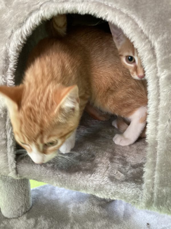 Die Beiden quirligen Katzenkinder Pacita und Padma – Bild 4