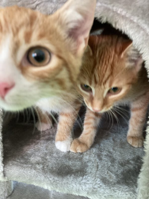 Die Beiden quirligen Katzenkinder Pacita und Padma – Bild 3