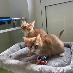 Die Beiden quirligen Katzenkinder Pacita und Padma