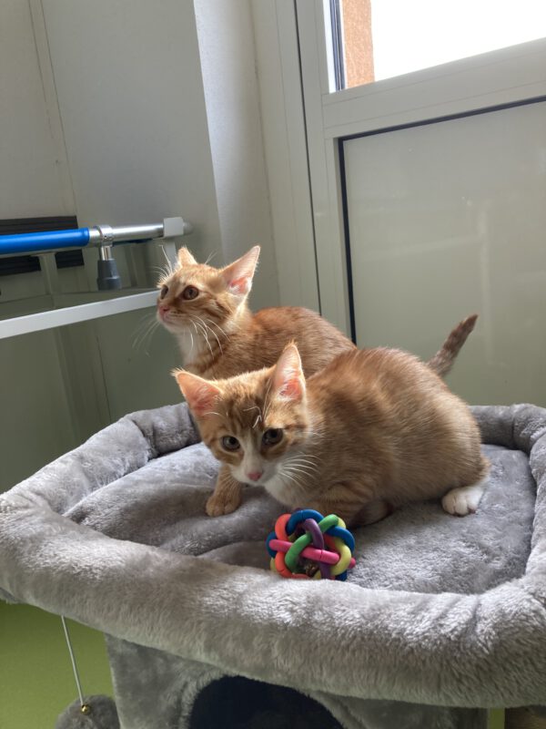 Die Beiden quirligen Katzenkinder Pacita und Padma