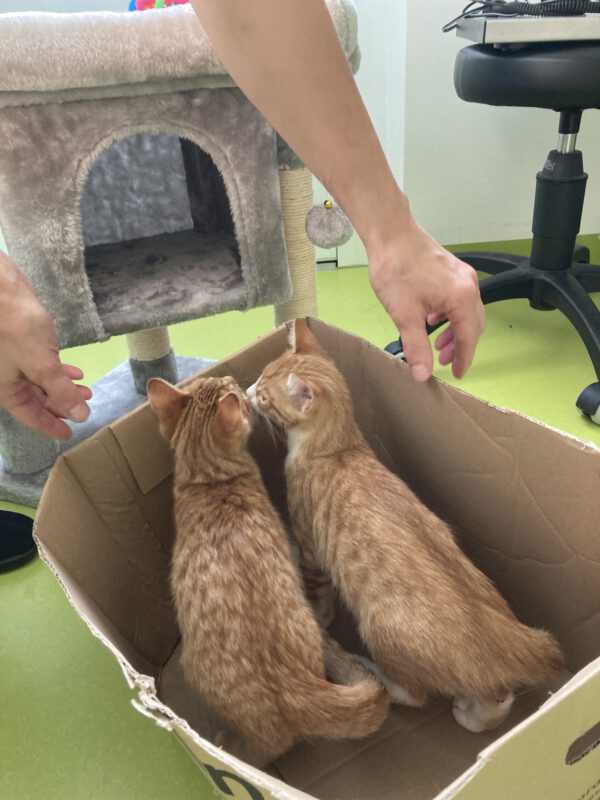 Die Beiden quirligen Katzenkinder Pacita und Padma – Bild 6