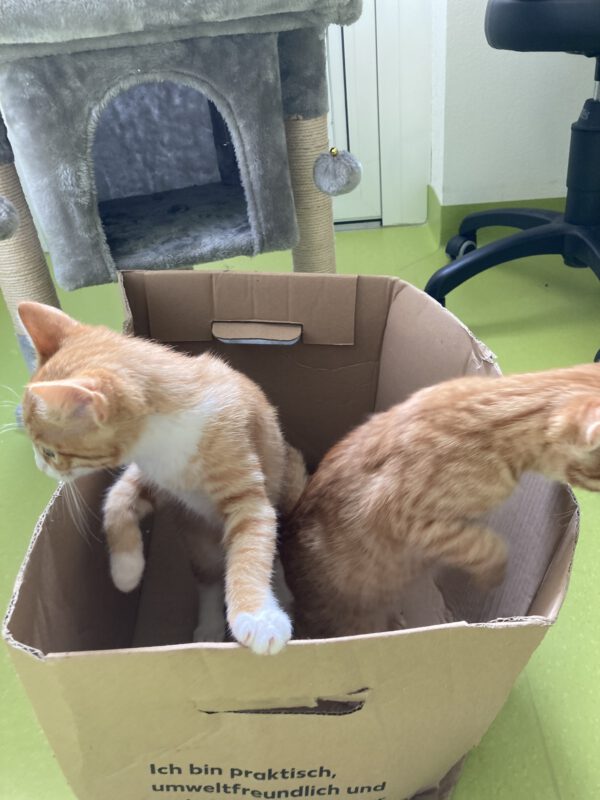 Die Beiden quirligen Katzenkinder Pacita und Padma – Bild 7