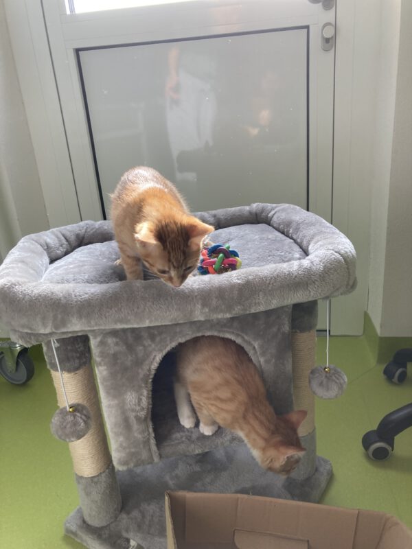 Die Beiden quirligen Katzenkinder Pacita und Padma – Bild 5