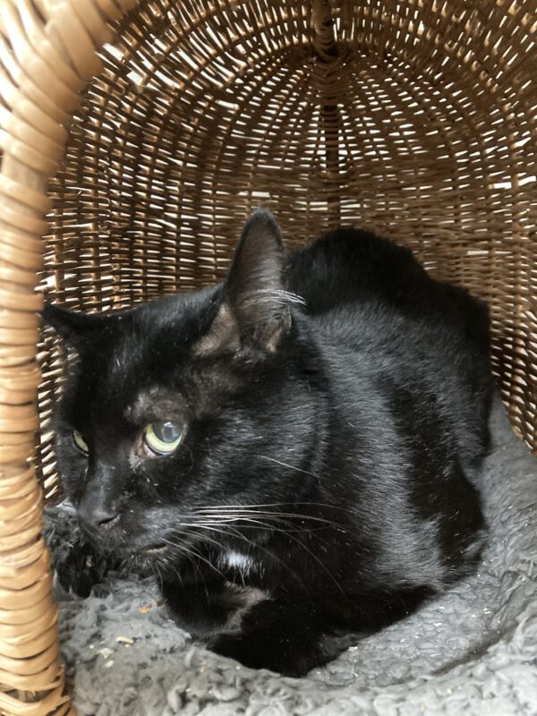 Tristan – Bild 3