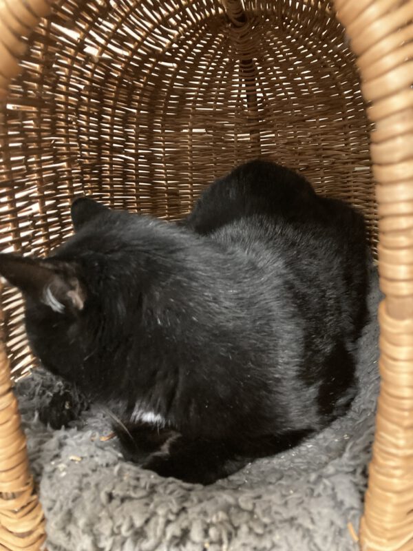Tristan – Bild 2