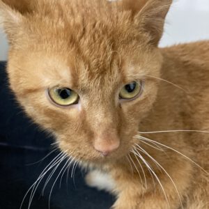 Simon