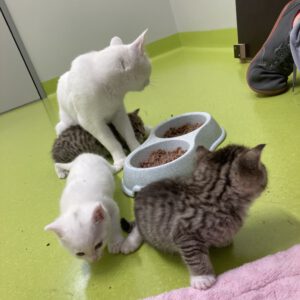 Katzenmama Mirjam und ihre 3 Kitten ( geboren am 09.10.2025 )