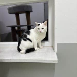 Bubi ( ein stattlicher Kater )