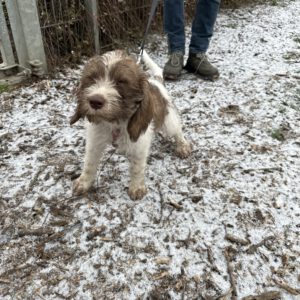 Welpe Karamell ( geboren am 26.10.2025 )