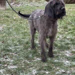 Tequilla ( Deutscher Stichelhaar Mischling )