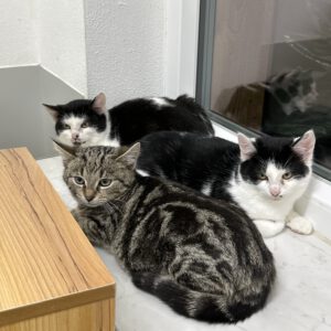 6 Jungkatzen  3weiblich, 3 männlich ( ca 6 Monate alt )