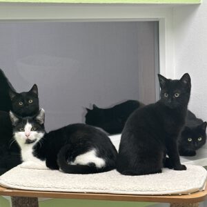 Katzenmutter mit ihren 3 Kitten