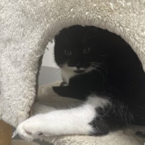 Unser großer Kater Kilian