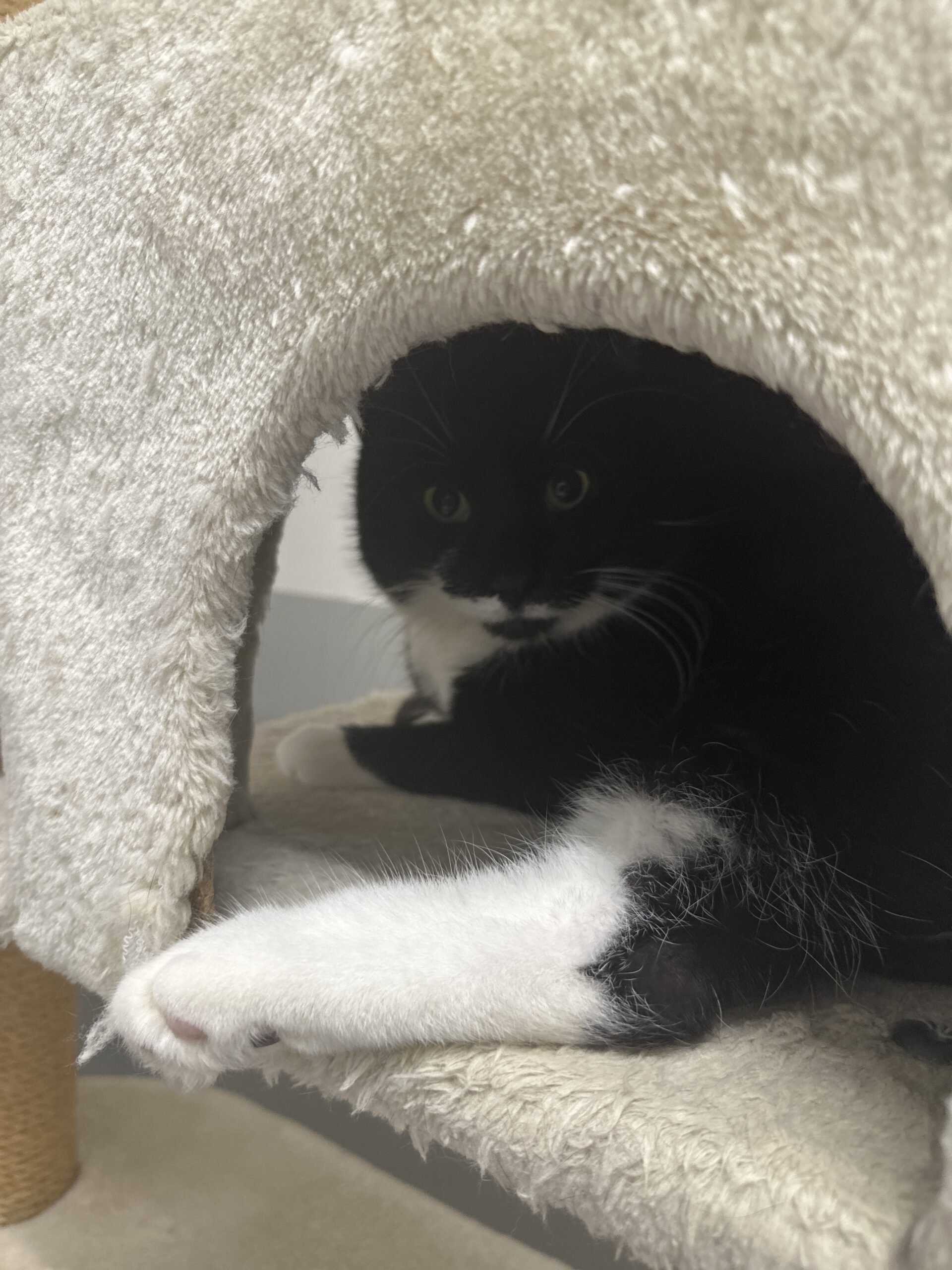 Unser großer Kater Kilian