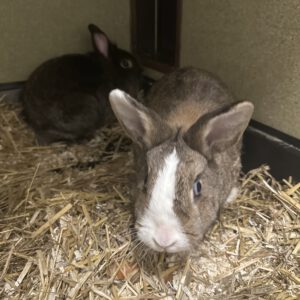 Mona und Lisa ( 1 Jahr )