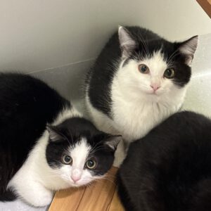 Lilly, Minka und Purzeline ( geboren ca September/ Oktober 2025 )