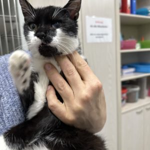 Max  ( 6 Monate alt ) unser junger verspieltes Katerchen