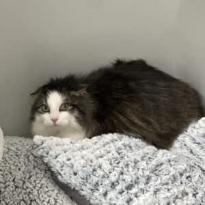 Severin, der aus dem Wald kam