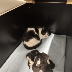 Katzenmama Simone und ihre 5 Kitten ( geboren am 22.03.2026 )