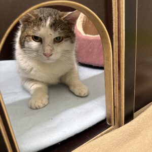 Hofkator ( hat einen Traum...... )