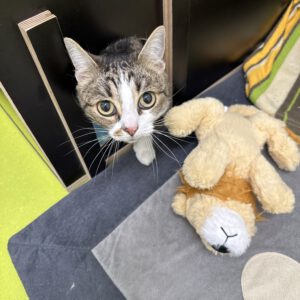 Lucky ( der Traurige )