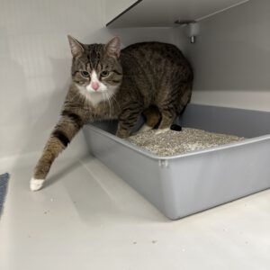 Ausgesetzt in der Nacht vor unserem Tierheim ( 26.03. zum 27.03.2026 )  Wer kennt den Besitzer ?