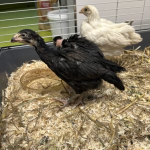 Ausgesetzte Kampfhühner Henny, Frieda und Franz