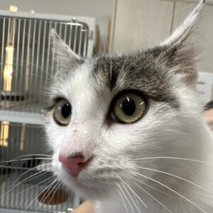 Sophie die wilde Hummel