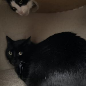 Geschwister Laura und Puschel