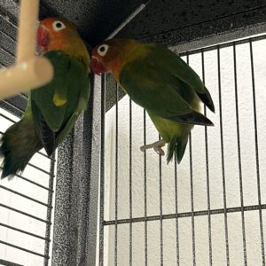 Die Zwei Unzertrennlichen