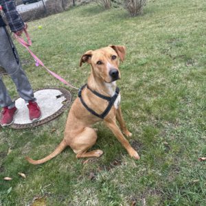 Arya ( Boxer-Harzer Fuchs Mix )