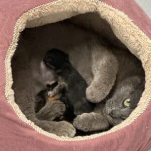 Katzenmama Olivia mit ihren 5 Kitten (geb.20.04.2026 )