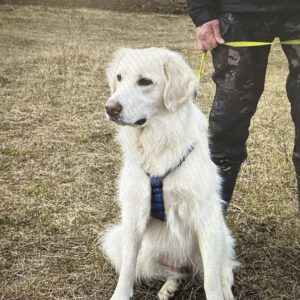 Tilda ( HSH- Maremmano Mix )