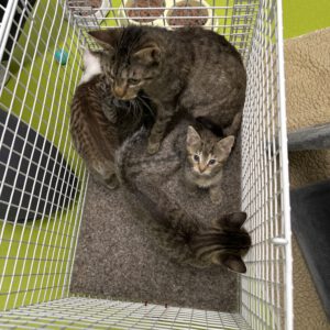 Katzenmama Hope mit ihren 4 Kitten Henning, Henry, Hans und Helena