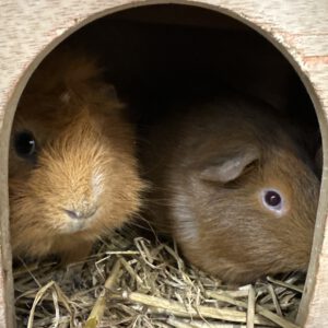 Robbi und Jack
