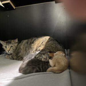 Katzenmama  Pünktchen und ihre 4 Kitten ( geboren am 13.5.26 )