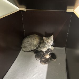 Katzenmama Beatrix und ihre 4 Kitten ( geb. am 14.05.2026 )