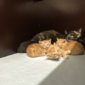 Katzenmama " die kleine Bunte" mit ihren 4 Kitten ( geb. am 29.04.2026 )