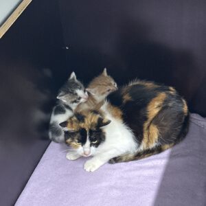 Mira und ihre 3 Kitten ( geboren ca 14.05.2026 )