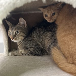 Resi und Pebbles
