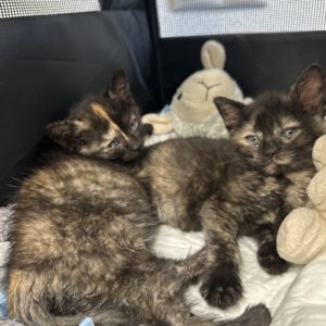 Zoe und Luna ( geb. ca. 22.04.2026 )