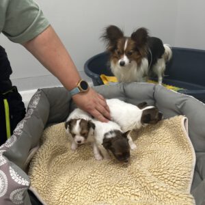Hunde Mama Sky mit ihren 3 Welpen ( geb. am 05.05.2026 ) Amelie, Neubi und Louis