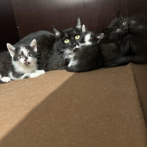 Olga und ihre 3 Kitten