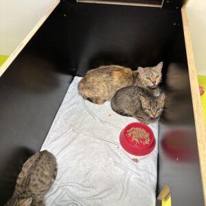 Katzenmutter Gabi mit Gonzo, Gino und Greta