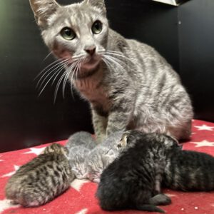 Kimi und ihre 6 Kitten ( geb.am 06.07.2026 )