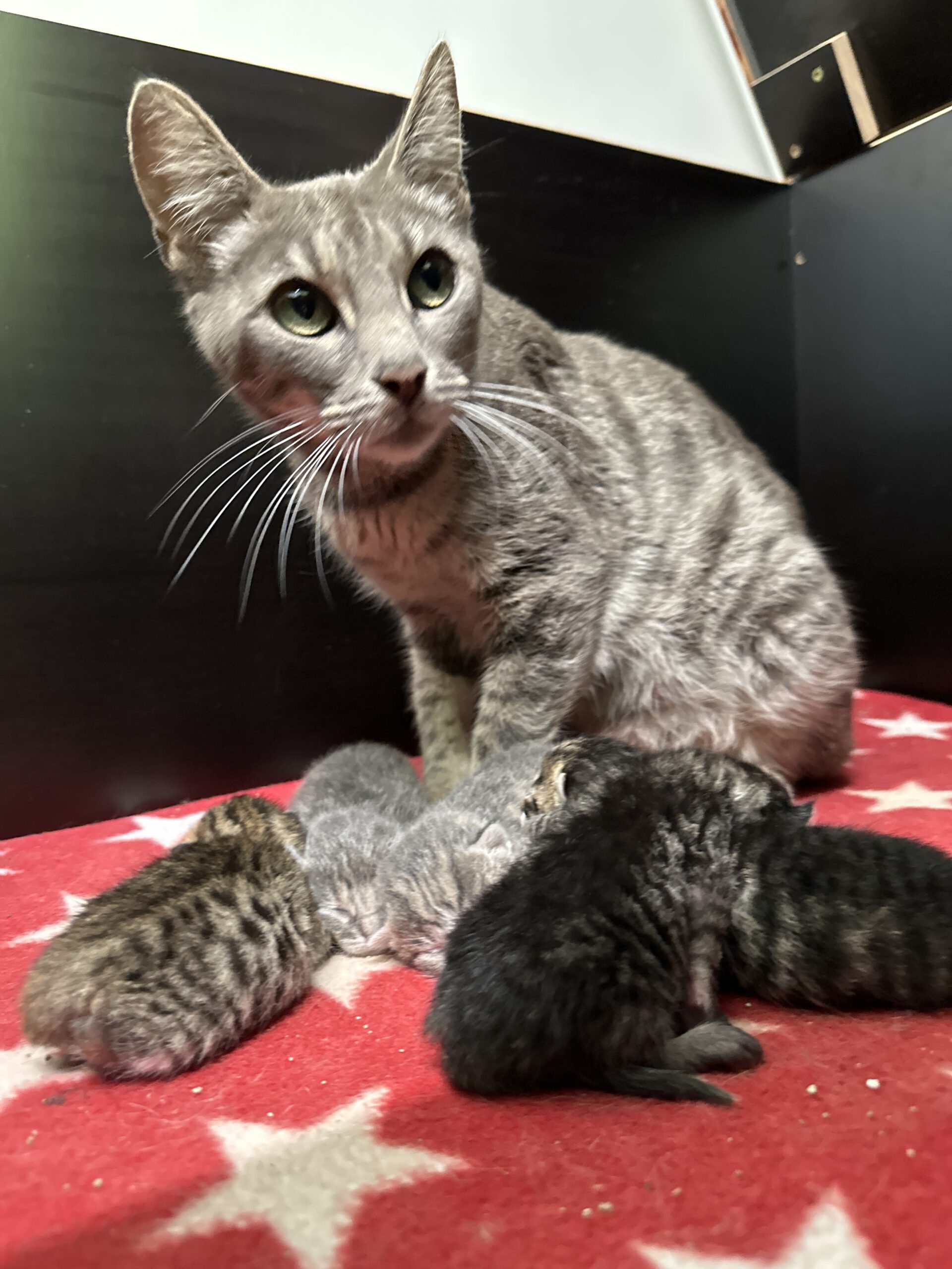 Kimi und ihre 6 Kitten ( geb.am 06.07.2026 )