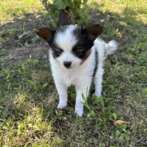 Welpe Filou ( geb. 22.05.2026 )