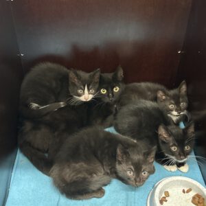 Katzenmama Dolly und ihre 4 Kitten Dean, Dahlia, Diego und Darius ( geb. ca 11.05.2026 )