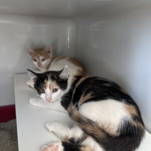 Kitten Inge, Ingeborg und Ingo ( geb. ca Mai 2026 )